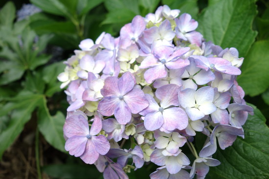 DSC09506.JPG